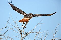 Red-tailed Hawk